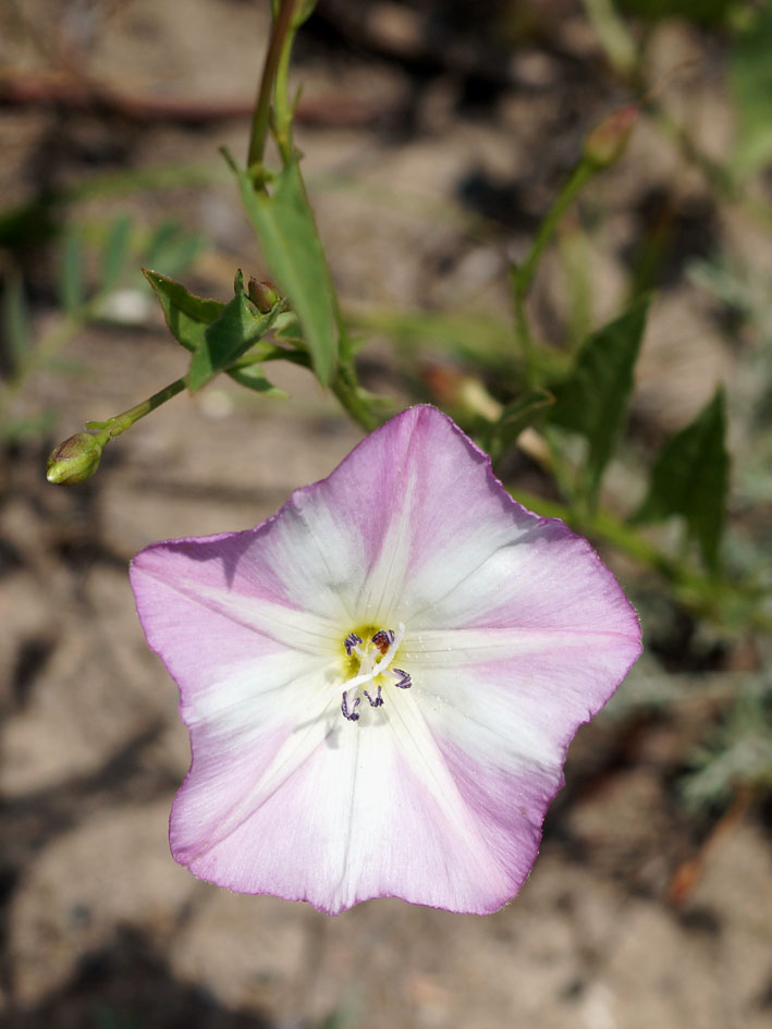 Изображение особи Convolvulus arvensis.