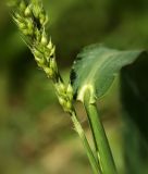 Image of taxon representative. Author is Светлана Нестерова