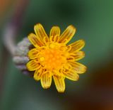 Image of taxon representative. Author is Татьяна Мальчинская