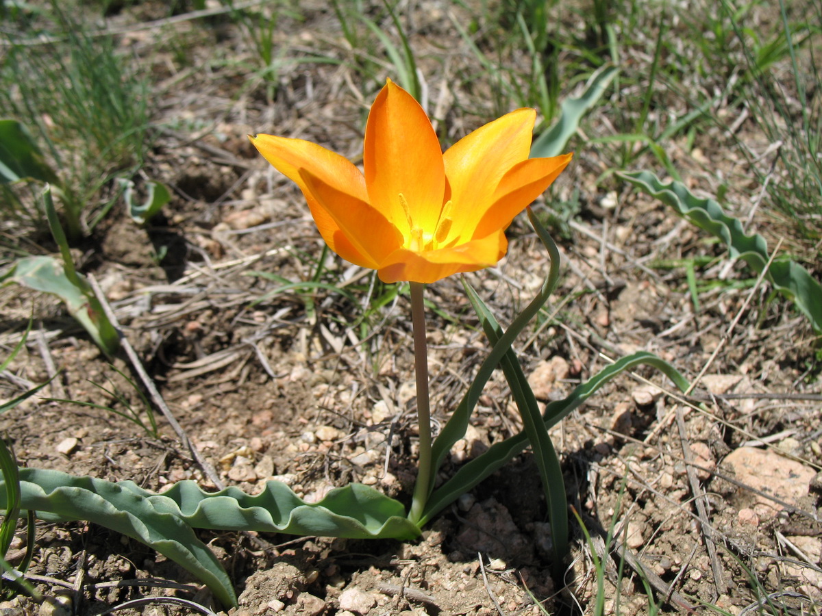 Image of Tulipa ostrowskiana specimen.