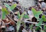 Trifolium caucasicum