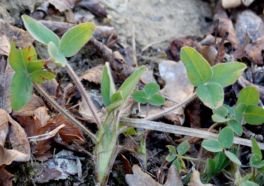 Изображение особи Trifolium caucasicum.