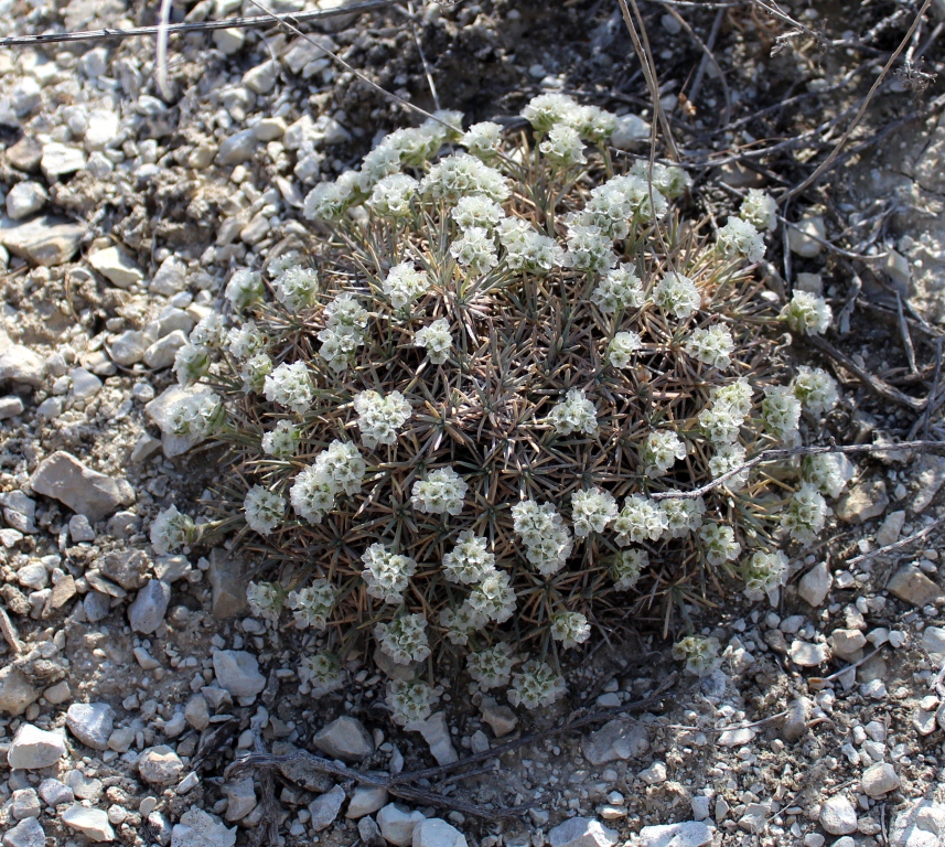 Image of Acantholimon pterostegium specimen.