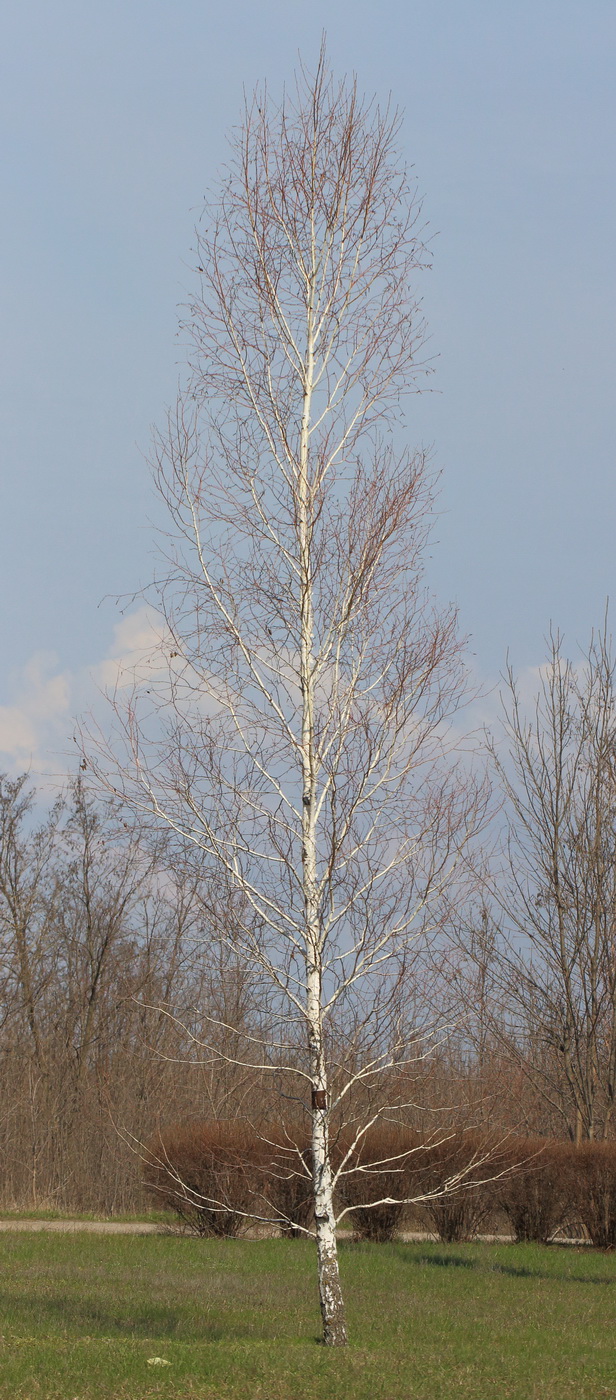 Image of Betula pubescens specimen.