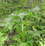 Arisaema robustum