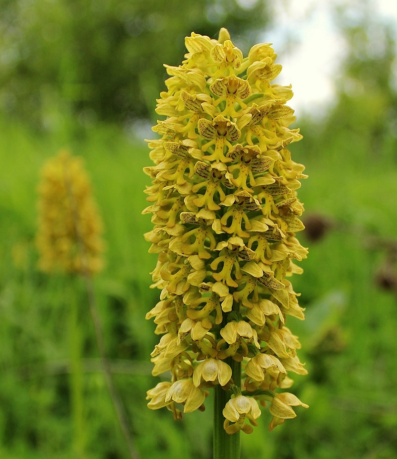 Image of Orchis punctulata specimen.