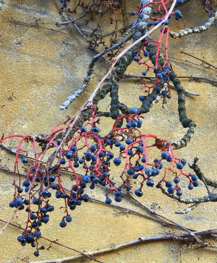 Image of Parthenocissus tricuspidata specimen.