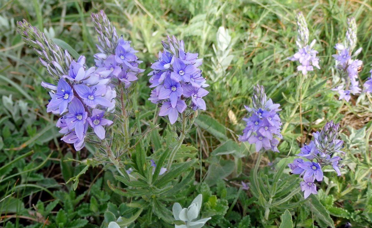 Изображение особи Veronica dentata.