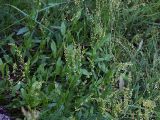 Rumex acetosella