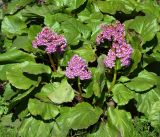 Bergenia crassifolia