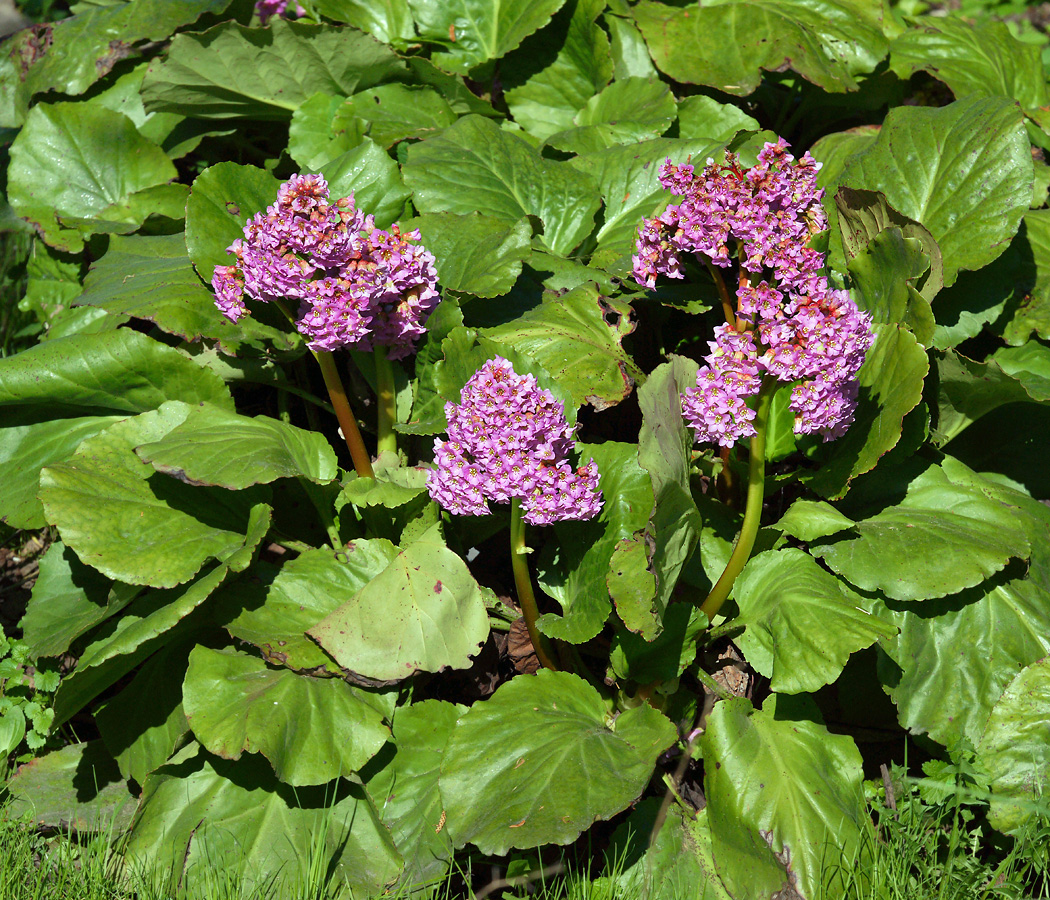 Изображение особи Bergenia crassifolia.