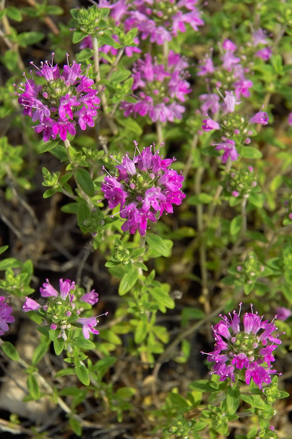 Image of Thymus zheguliensis specimen.