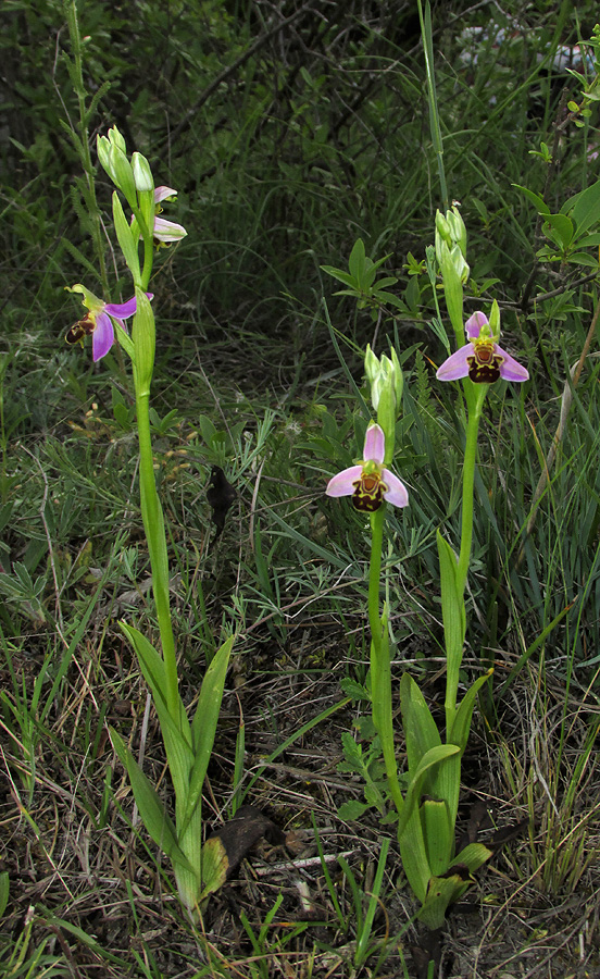 Изображение особи Ophrys apifera.