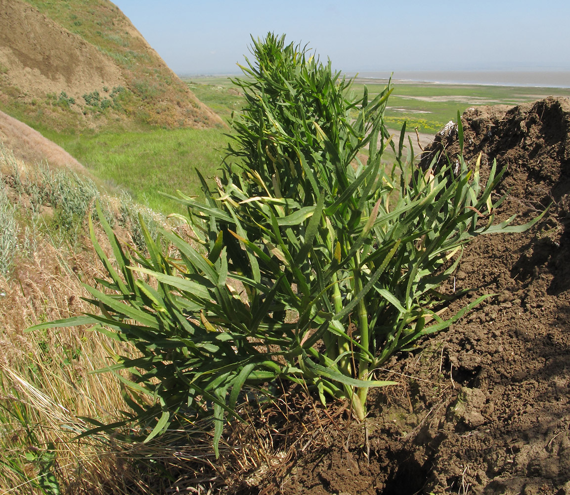 Изображение особи Falcaria vulgaris.