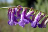 Vicia cracca