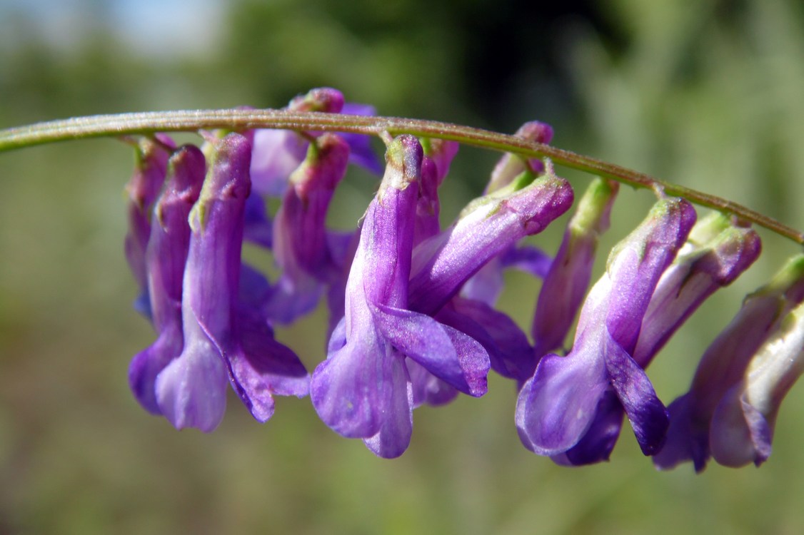 Image of Vicia cracca specimen.