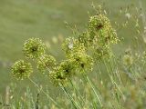 Allium eriocoleum