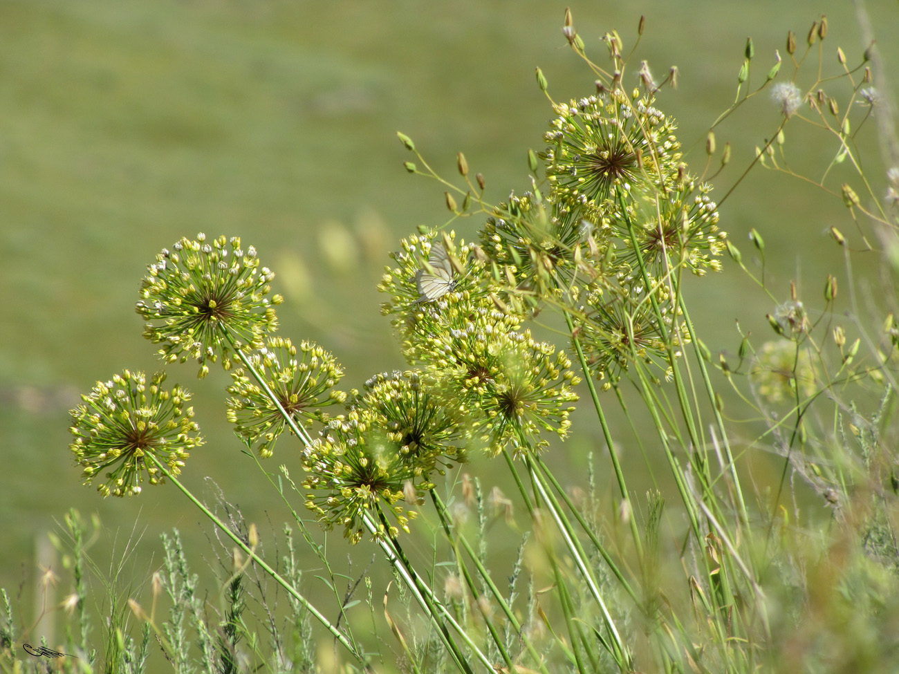 Изображение особи Allium eriocoleum.