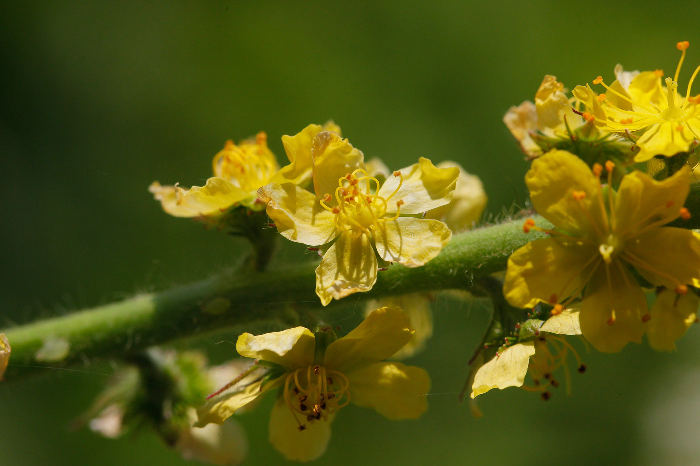 Изображение особи Agrimonia asiatica.