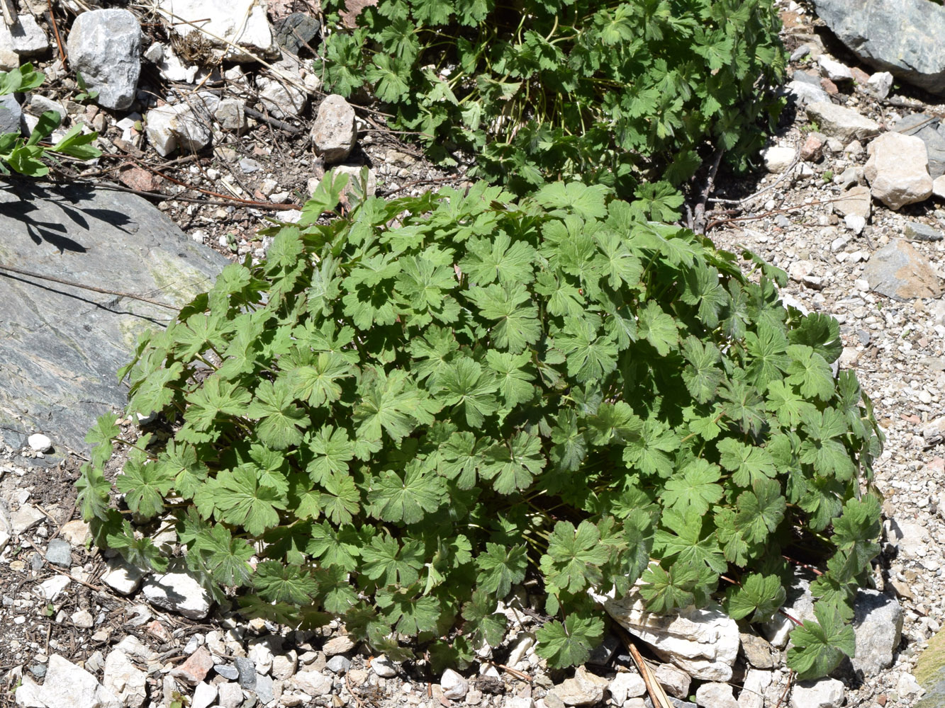 Image of Geranium ferganense specimen.