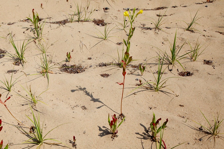 Image of Oenothera biennis specimen.