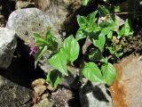 Epilobium algidum
