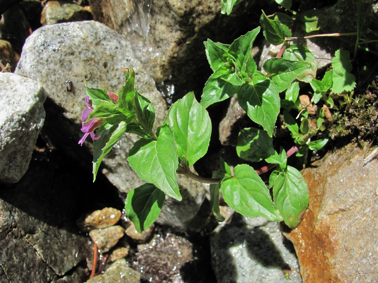 Изображение особи Epilobium algidum.