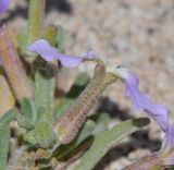 Matthiola fruticulosa var. bolleana