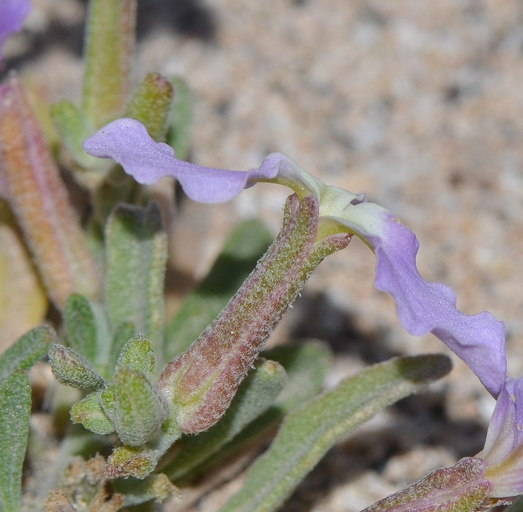 Image of Matthiola fruticulosa var. bolleana specimen.