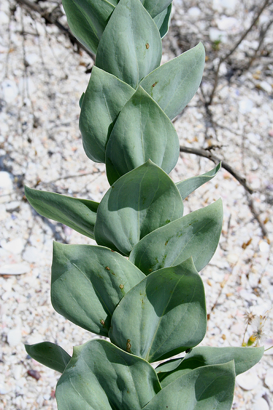 Image of Linaria genistifolia specimen.