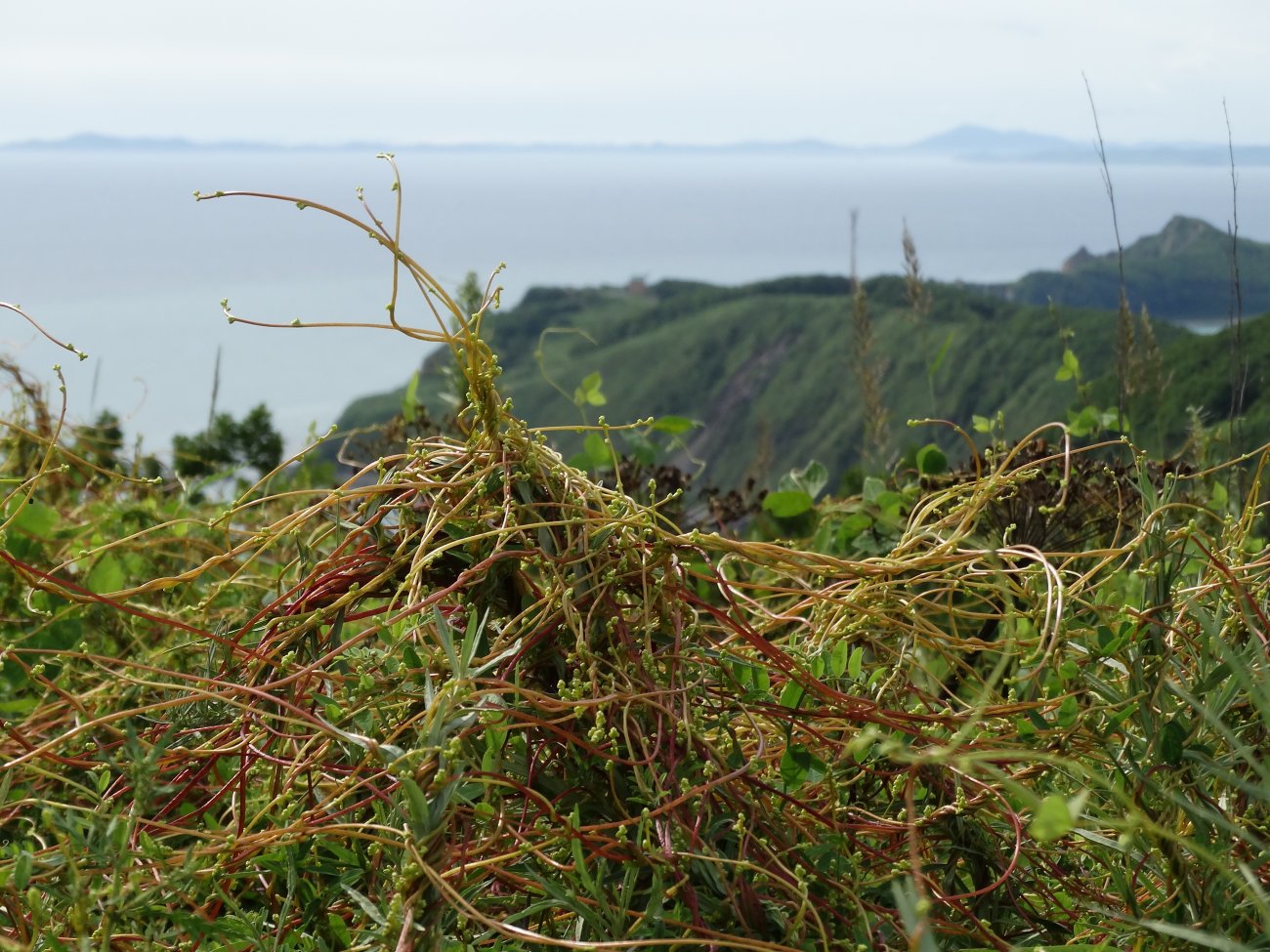 Image of Cuscuta japonica specimen.