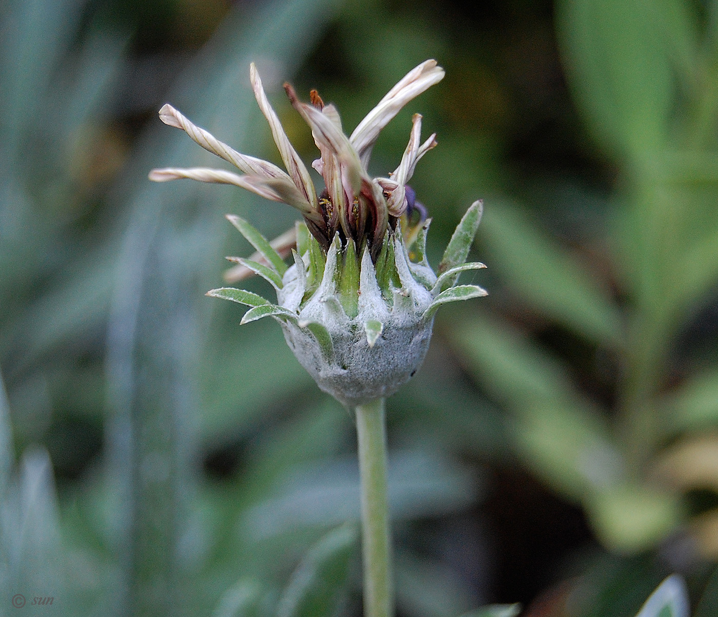 Image of Gazania × hybrida specimen.