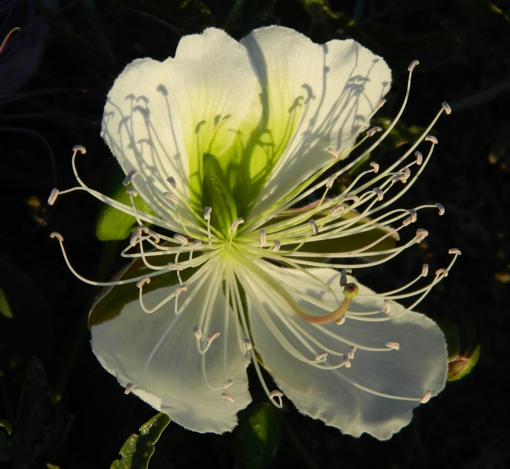 Изображение особи Capparis herbacea.