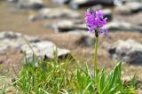 Primula turkestanica