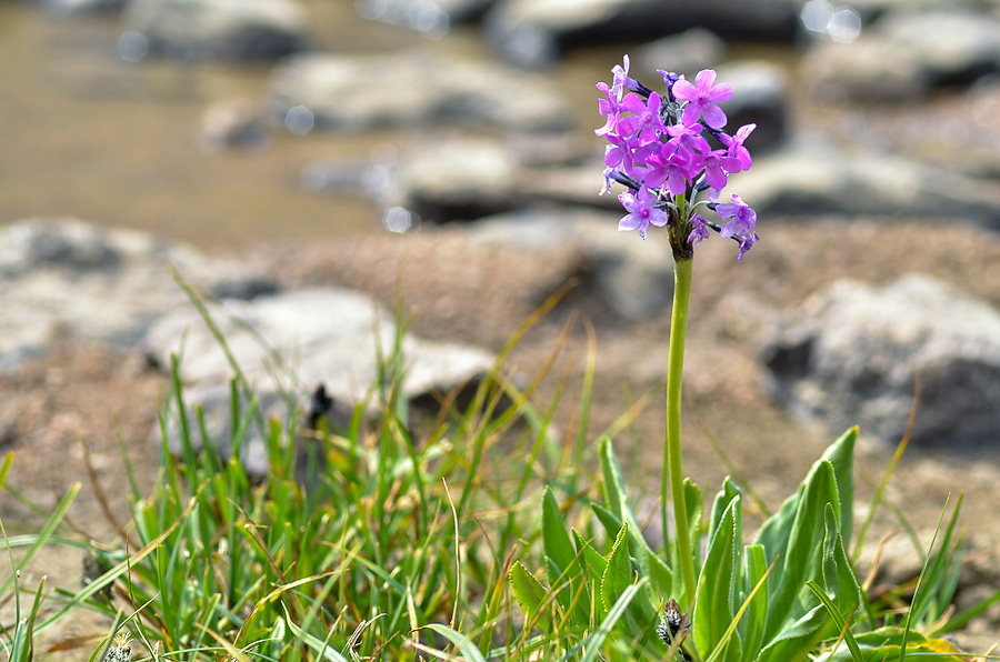 Изображение особи Primula turkestanica.