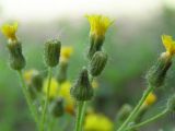genus Pilosella