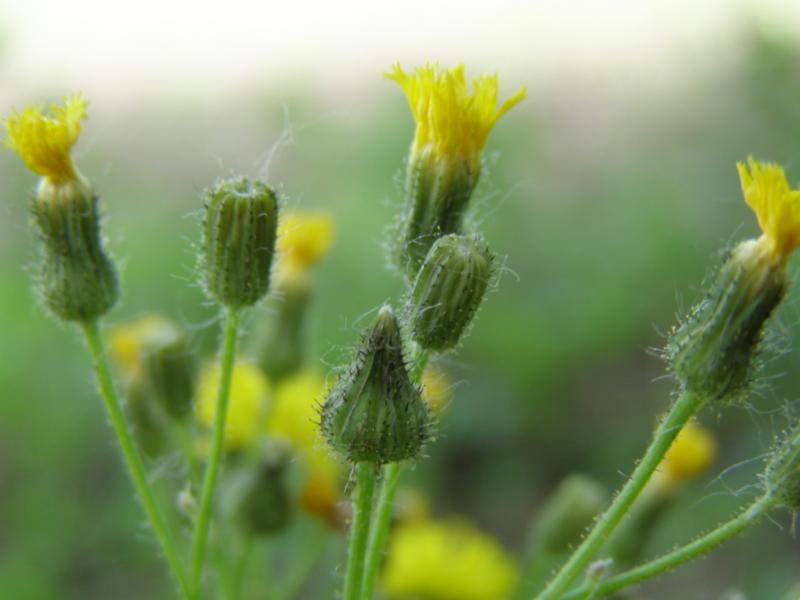 Image of genus Pilosella specimen.