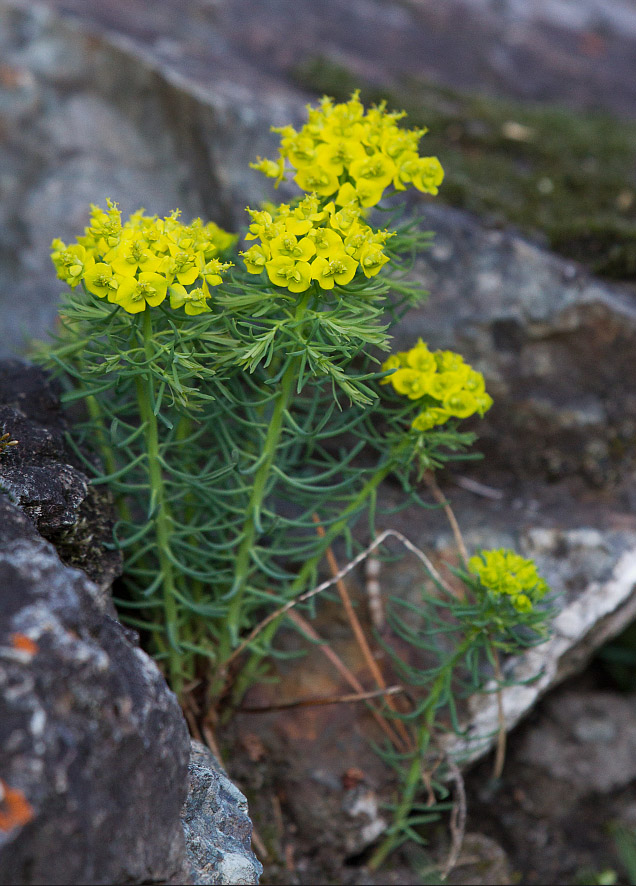 Изображение особи Euphorbia cyparissias.