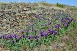 Iris glaucescens