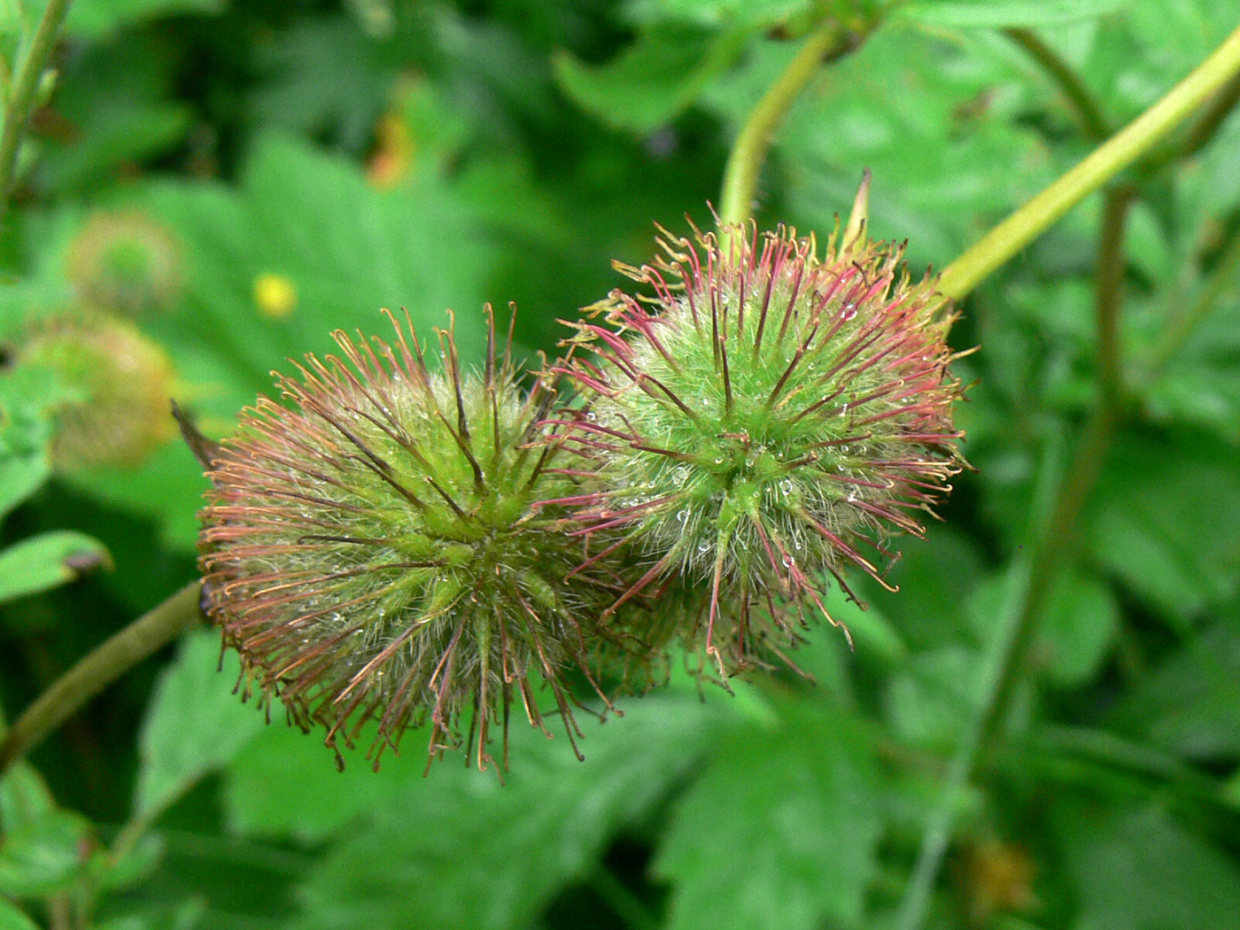 Изображение особи Geum aleppicum.