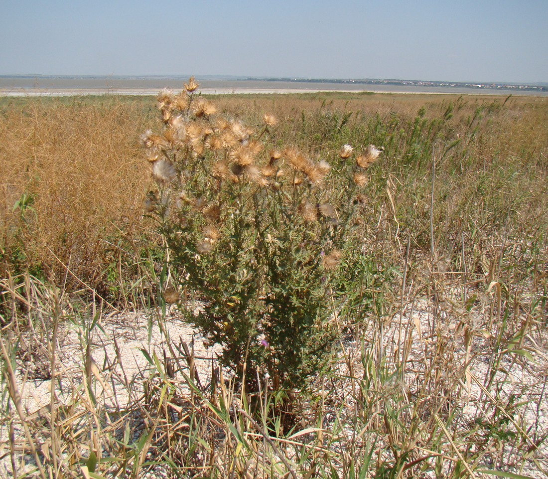 Изображение особи Cirsium vulgare.