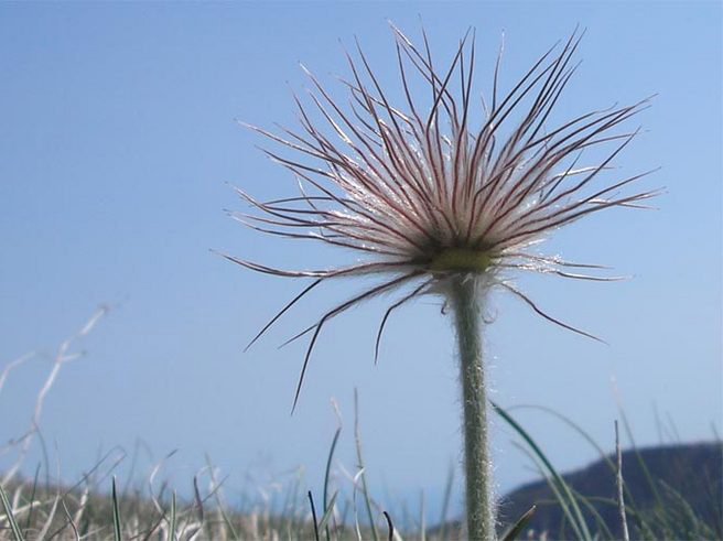 Image of Pulsatilla taurica specimen.