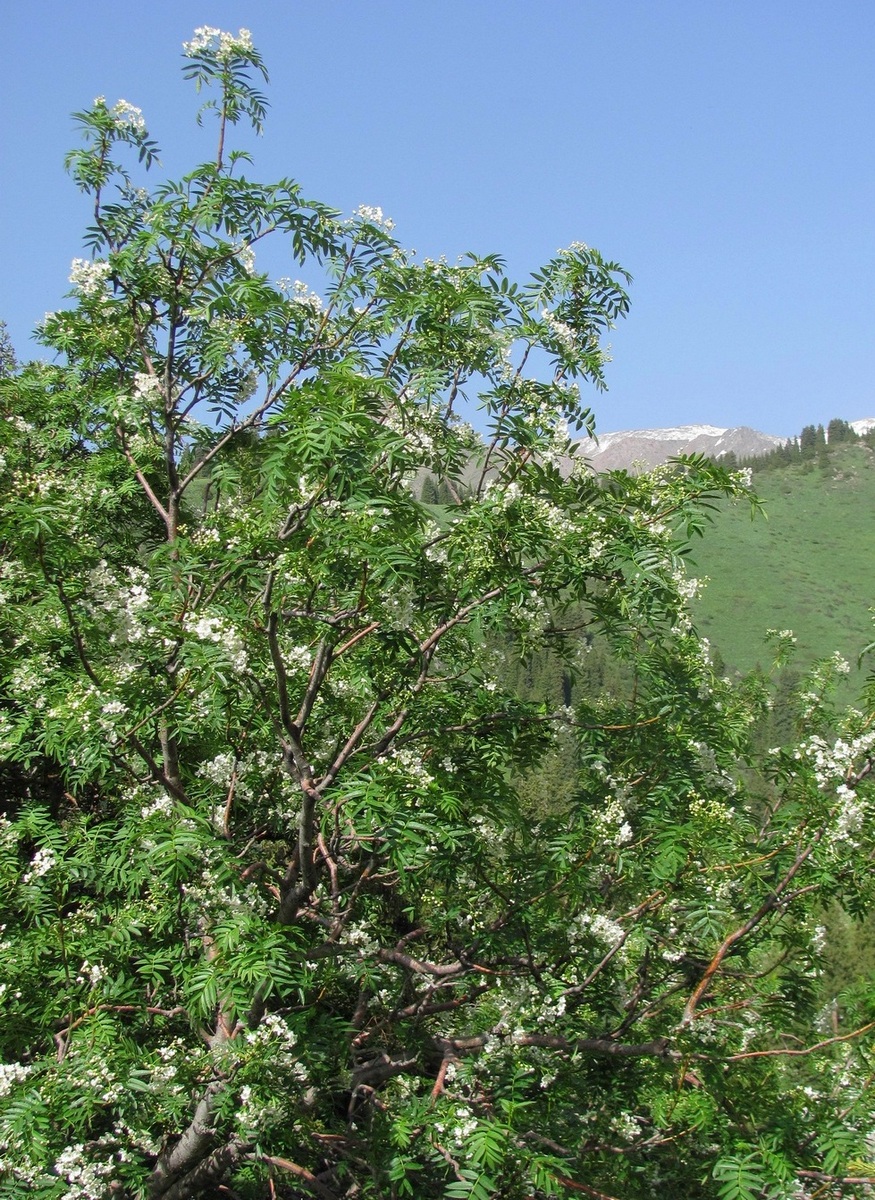 Изображение особи Sorbus tianschanica.