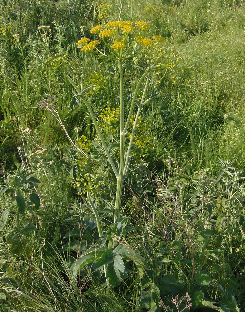 Изображение особи Pastinaca clausii.