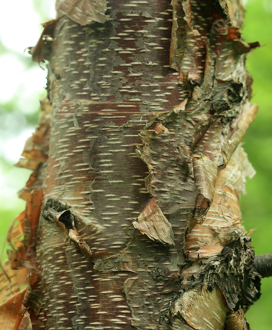 Изображение особи Betula ermanii.