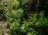 Equisetum arvense. Вегетирующие растения. Восточный Казахстан, Кокпектинский р-н, 25 км в горы от с. Пантелеймоновка, 1000 м н.у.м., берег ручья. 16.06.2016.
