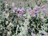 Mentha asiatica