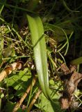 Anacamptis laxiflora subspecies elegans. Лист. Украина, г. Запорожье, возле Детской железной дороги, в зарослях тростника. 04.06.2016.