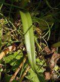 Anacamptis подвид elegans