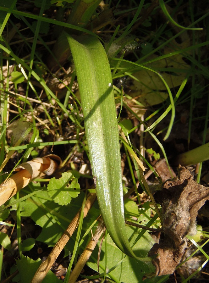 Изображение особи Anacamptis laxiflora ssp. elegans.